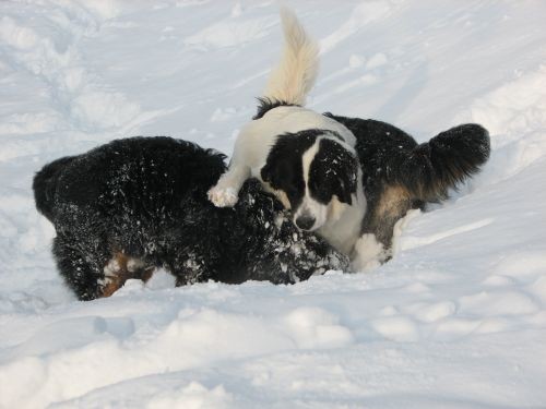 Pia&zen na snijegu - foto povečava