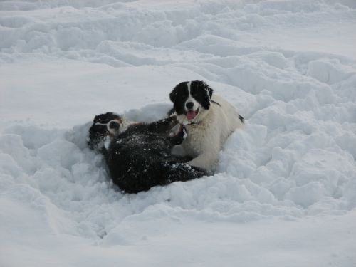 Pia&zen na snijegu - foto