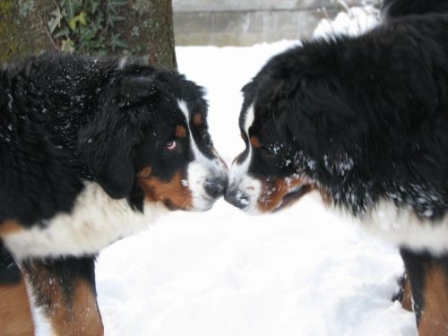 Pia&zen na snijegu - foto povečava