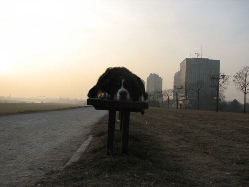 Pia i zen na nasipu - foto