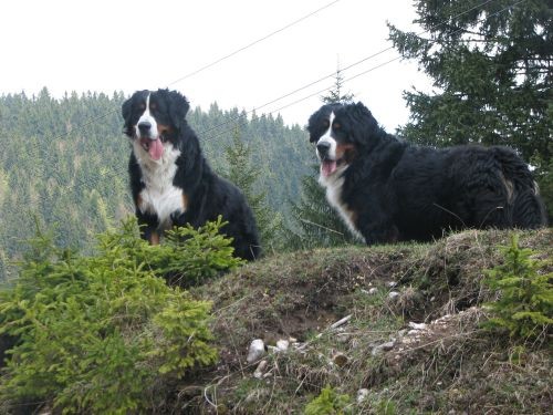 Pokljuka 13.5.06. - foto