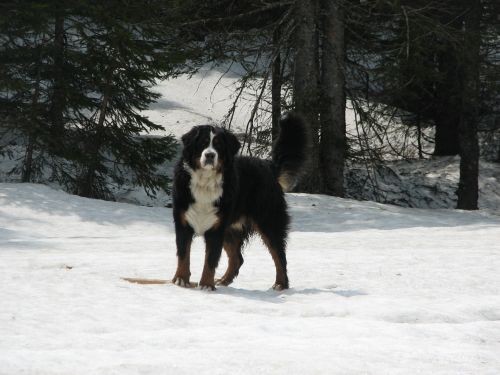 Pokljuka 13.5.06. - foto