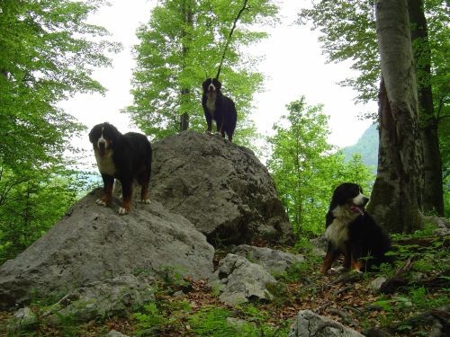 Green, Altea i Pia na Bohinju i Pokljuki 27.5 - foto