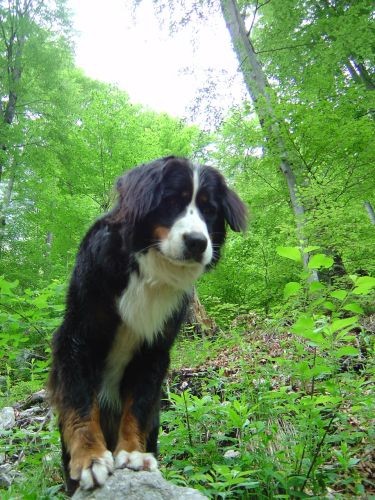 Green, Altea i Pia na Bohinju i Pokljuki 27.5 - foto