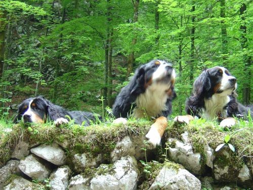 Green, Altea i Pia na Bohinju i Pokljuki 27.5 - foto povečava