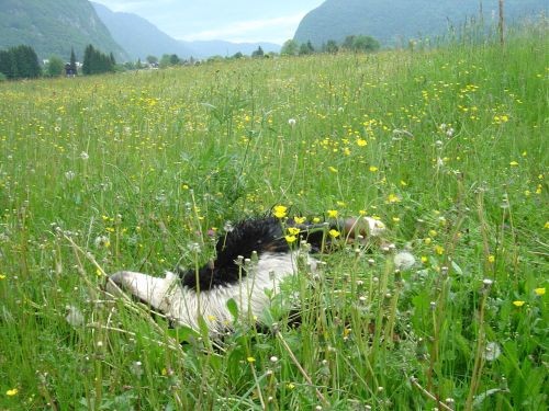 Green, Altea i Pia na Bohinju i Pokljuki 27.5 - foto