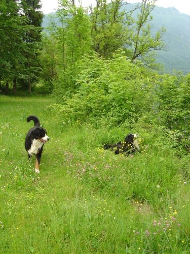 Green, Altea i Pia na Bohinju i Pokljuki 27.5 - foto