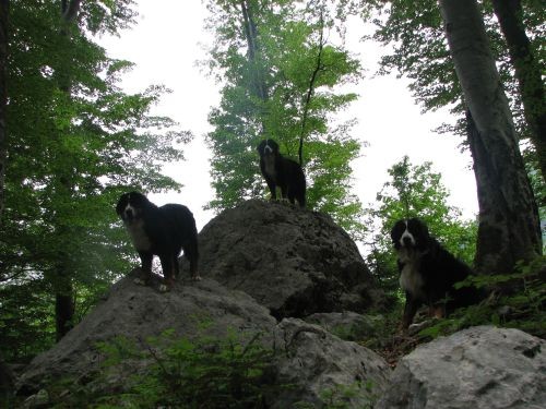 Green, Altea i Pia na Bohinju i Pokljuki 27.5 - foto povečava