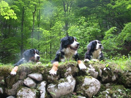 Green, Altea i Pia na Bohinju i Pokljuki 27.5 - foto povečava