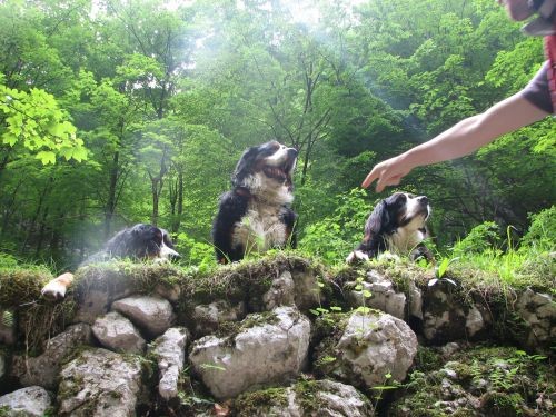 Green, Altea i Pia na Bohinju i Pokljuki 27.5 - foto