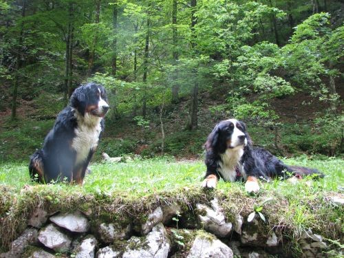 Green, Altea i Pia na Bohinju i Pokljuki 27.5 - foto