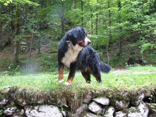 Green, Altea i Pia na Bohinju i Pokljuki 27.5 - foto povečava