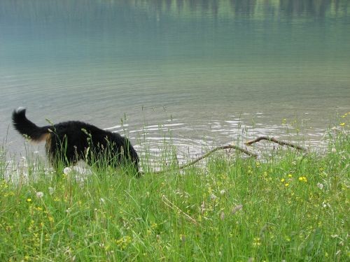 Green, Altea i Pia na Bohinju i Pokljuki 27.5 - foto povečava