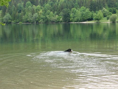 Green, Altea i Pia na Bohinju i Pokljuki 27.5 - foto