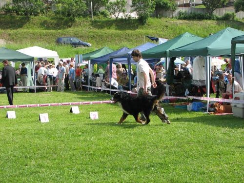 CAC Hrušica 28.5.06. - foto povečava