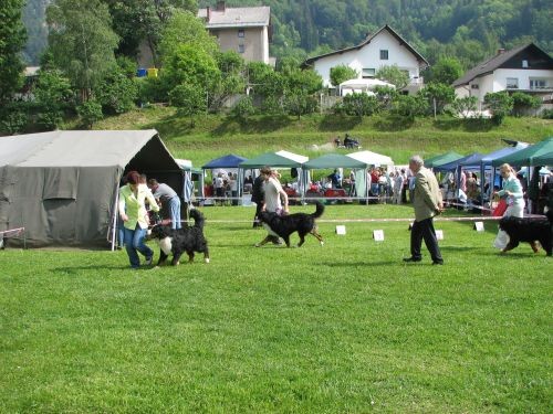 CAC Hrušica 28.5.06. - foto