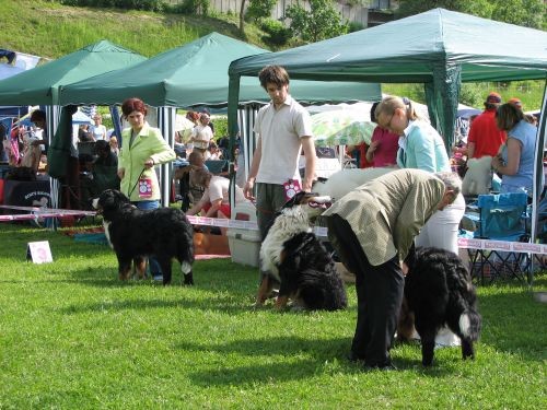 CAC Hrušica 28.5.06. - foto povečava