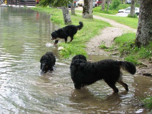 Jezersko 28.5.06. - foto povečava