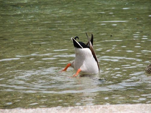 Jezersko 28.5.06. - foto povečava