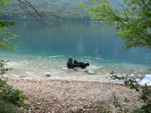 Bohinj 27.7.06. - foto povečava