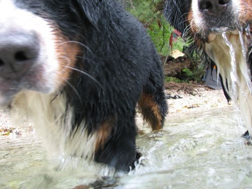 Bohinj 27.7.06. - foto povečava