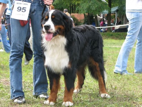 CAC Trbovlje 27.8.06. - foto