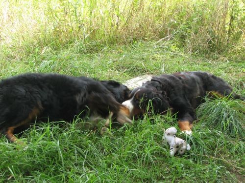 Zara, kyra i zen - foto povečava