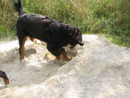 Zara, kyra i zen - foto povečava