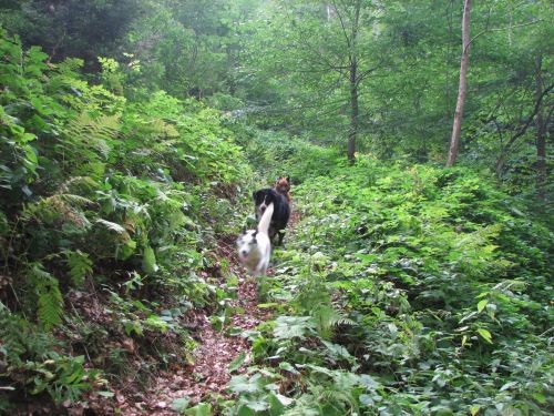 Sljeme tedy, bruno, kali, pia i zen - foto povečava