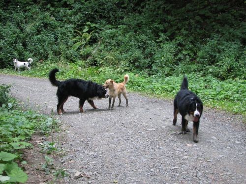 Sljeme tedy, bruno, kali, pia i zen - foto