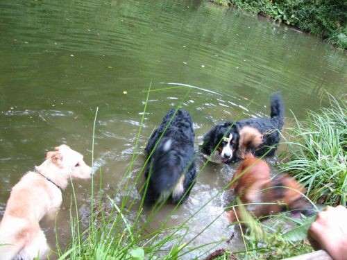 Sljeme tedy, bruno, kali, pia i zen - foto povečava