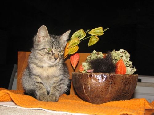 Mali mačić - foto
