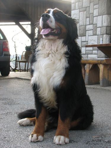 Athos 5.12.06. - foto