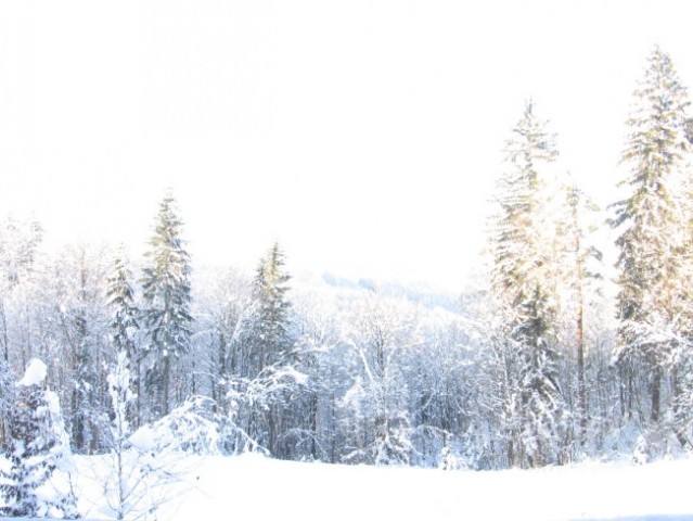 Zavrstnik_winter - foto
