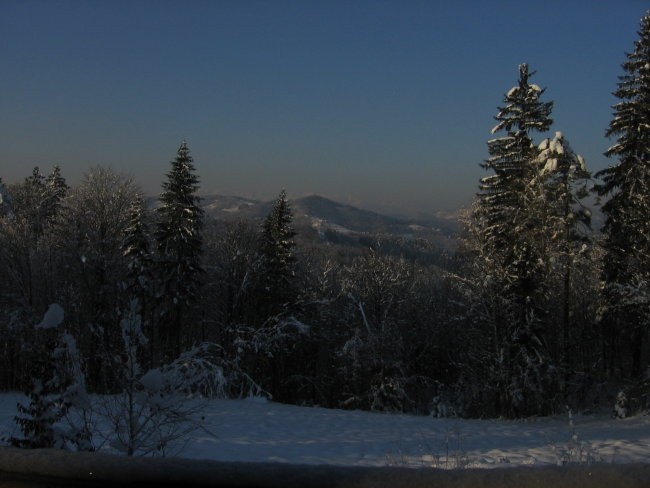 Zavrstnik_winter - foto povečava