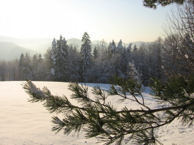 Zavrstnik_winter - foto