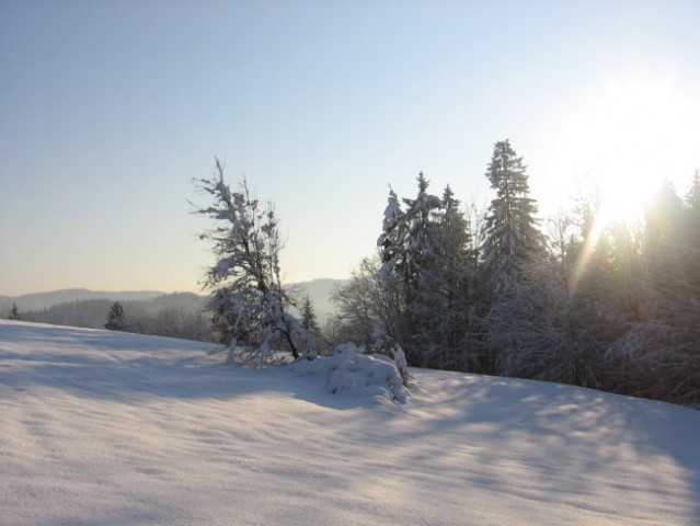 Zavrstnik_winter - foto