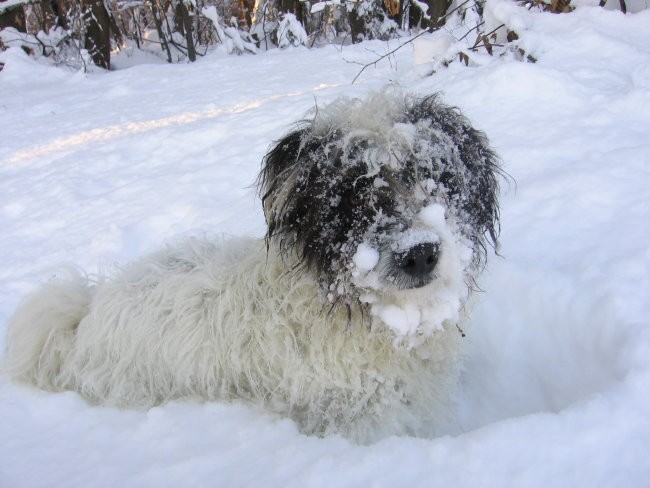 Zavrstnik_winter - foto povečava