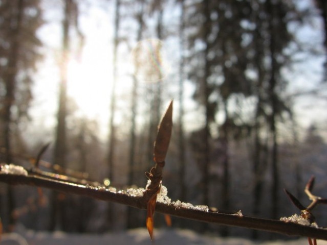 Zavrstnik_winter - foto