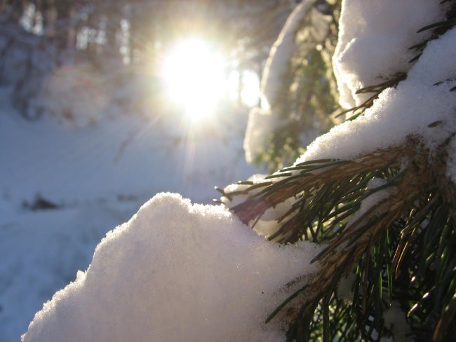 Zavrstnik_winter - foto povečava