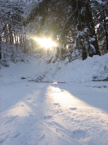 Zavrstnik_winter - foto povečava