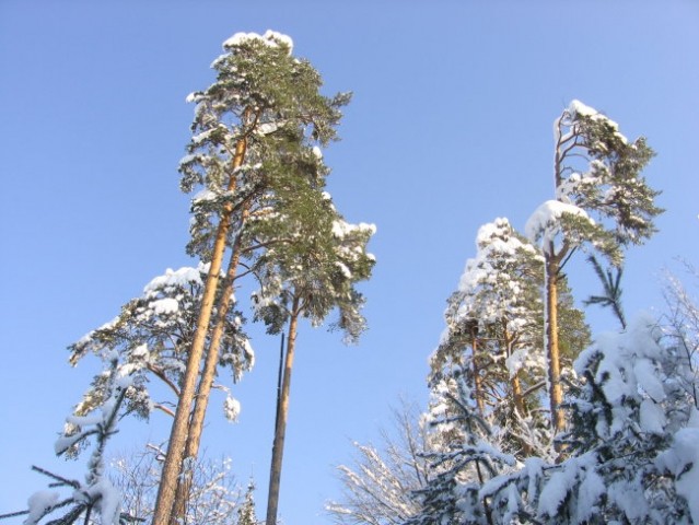 Zavrstnik_winter - foto