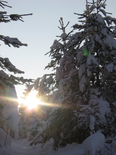 Zavrstnik_winter - foto