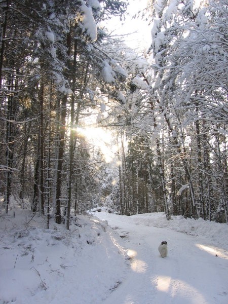 Zavrstnik_winter - foto povečava