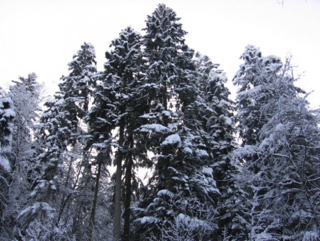 Zavrstnik_winter - foto