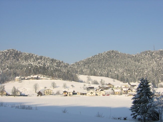 Zavrstnik_winter - foto povečava