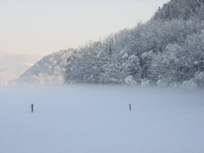 Zavrstnik_winter - foto povečava