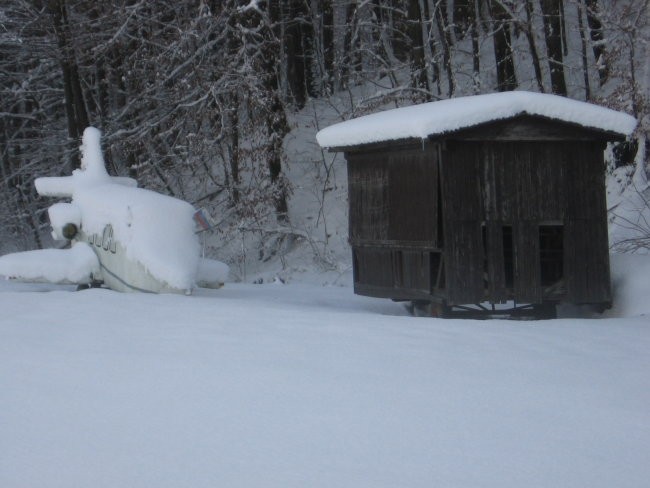 Zavrstnik_winter - foto povečava