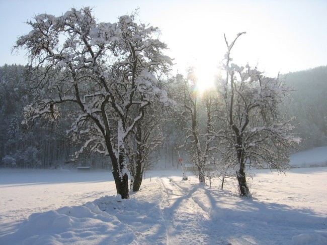 Zavrstnik_winter - foto povečava