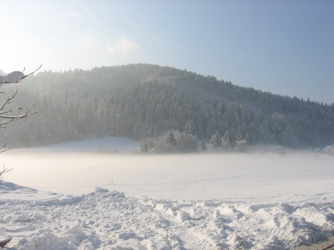 Zavrstnik_winter - foto povečava